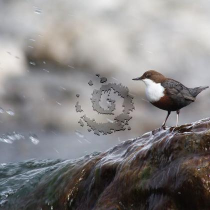 cincle plongeur rocher