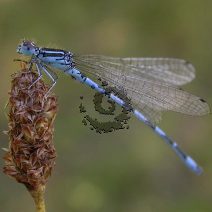 agrion de mercure