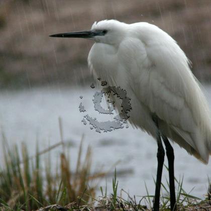 Aigrette garzette 1