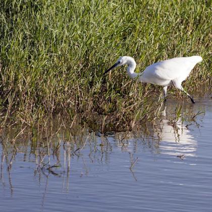 Aigrette garzette 3