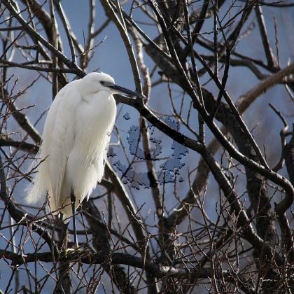 Aigrette garzette 4