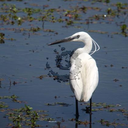 aigrette garzette