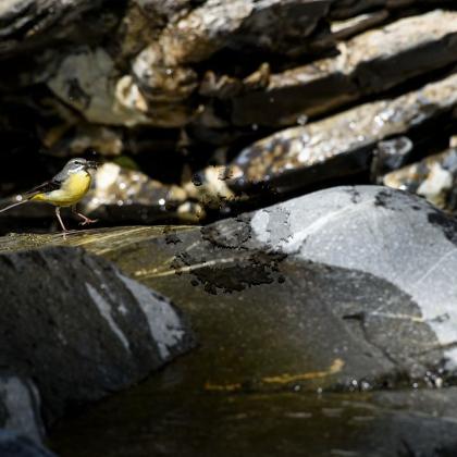 Bergeronnette des ruiseau1