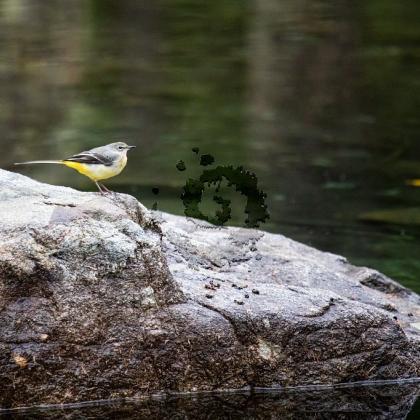 Bergeronnette des ruiseau2