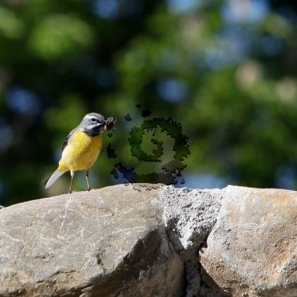 Bergeronnette des ruiseau3