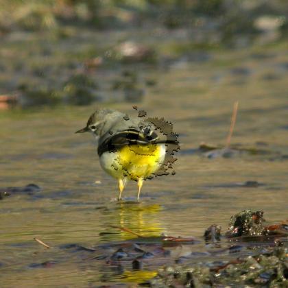 Bergeronnette des ruiseau4