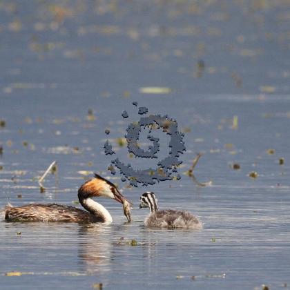Grebe huppe 3