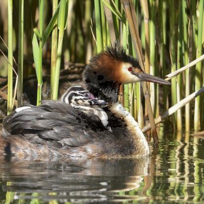Grebe huppe 4