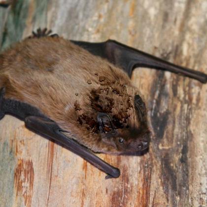 Noctule de Leisler