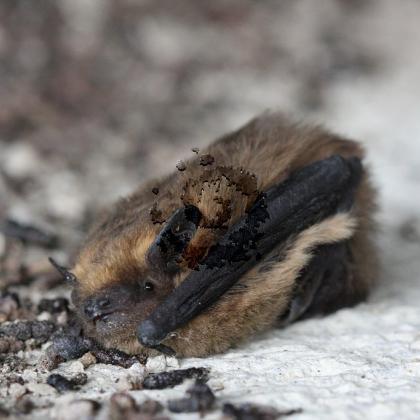 pipistrelle2