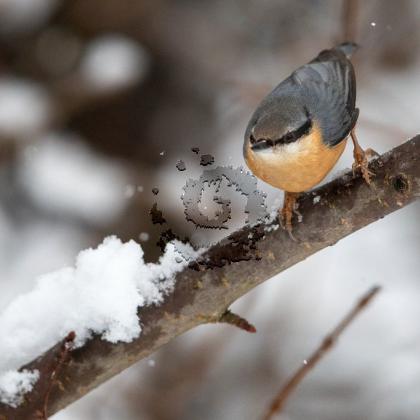 Sittelle torchepot 1