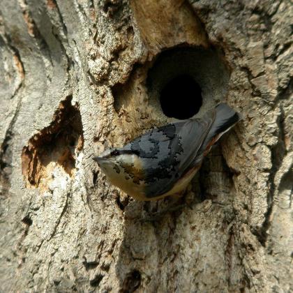 Sittelle torchepot 2