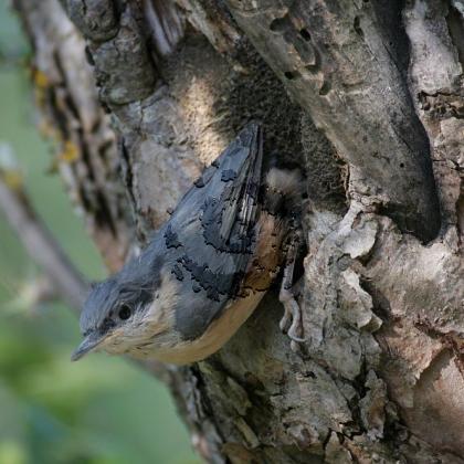 Sittelle torchepot 3