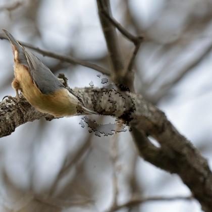 Sittelle torchepot 4