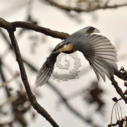 Sittelle torchepot 5