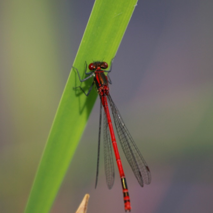 sympetrum de fonscolombe