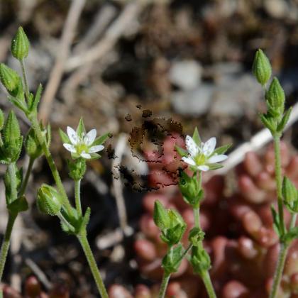 Sabline à feuilles de serpolet