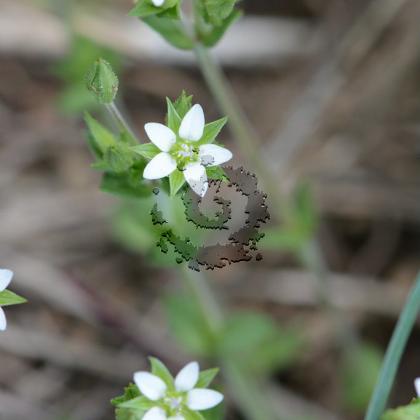 Sabline à feuilles de serpolet