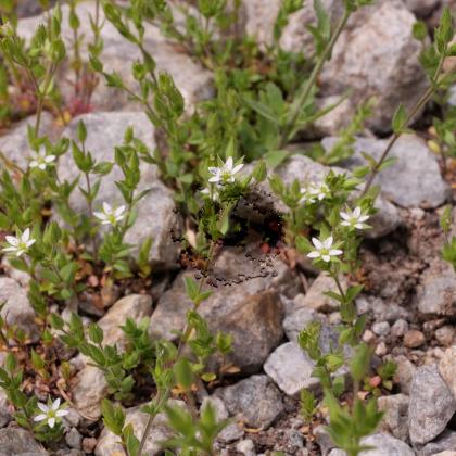 Sabline à feuilles de serpolet