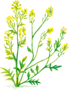 rorripe amphibie